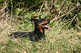 PINSCHER NAIN 101